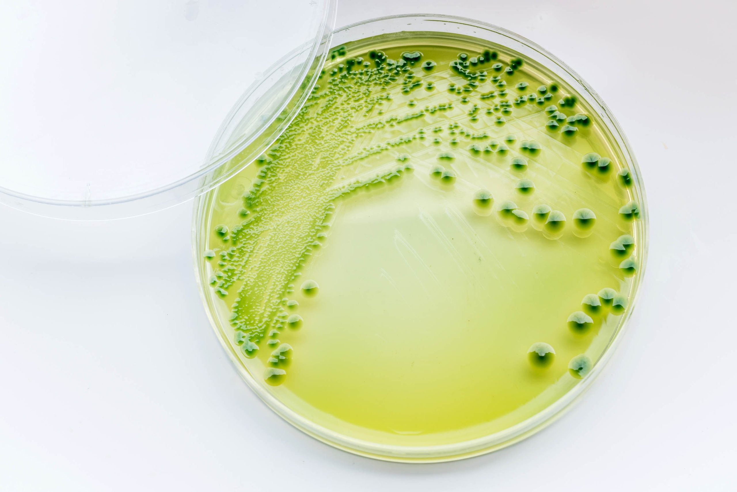 Bakterie – towarzysze życia