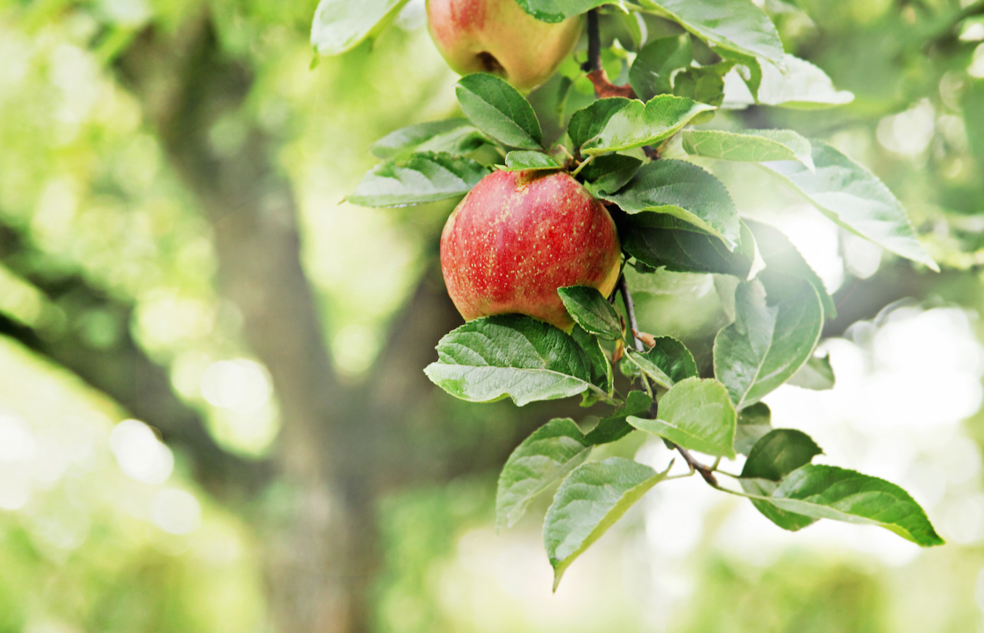 Jabłkowa pielęgnacja cery od marki Biolonica