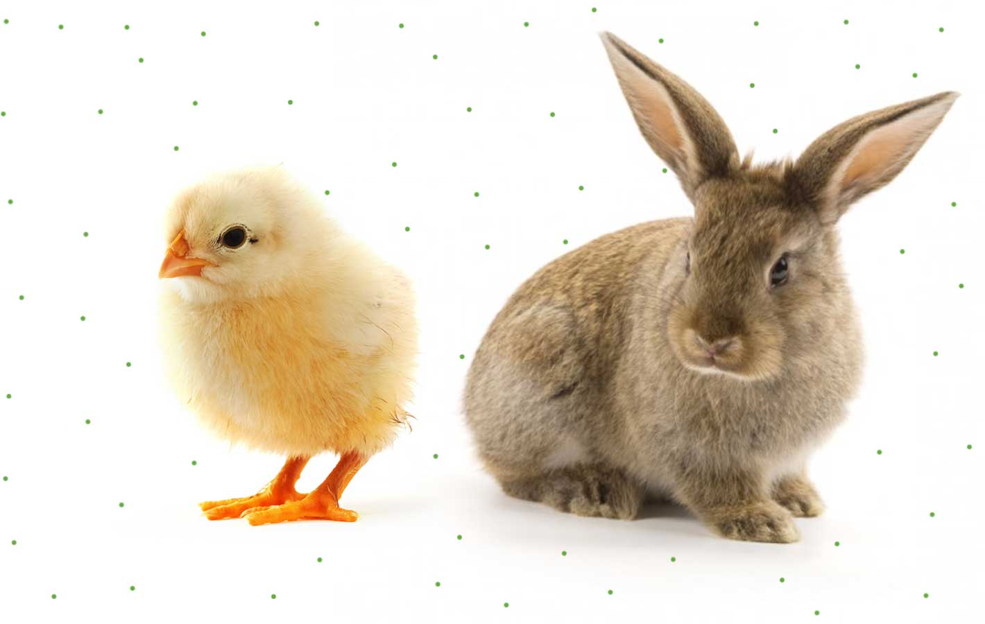 Wielkanoc 2017: Jesteś kurczakiem czy zającem? [QUIZ]