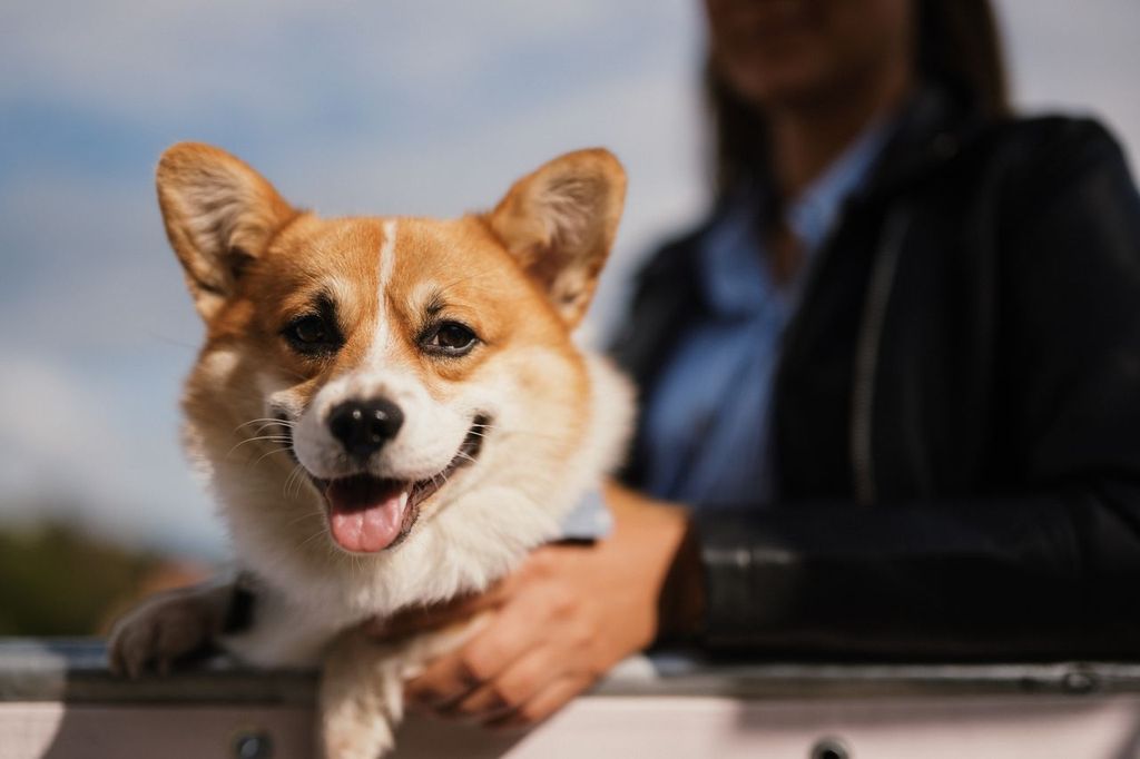 Corgi Race Vilnius 2025 – tysiące widzów oglądało najsłodszy wyścig Europy
