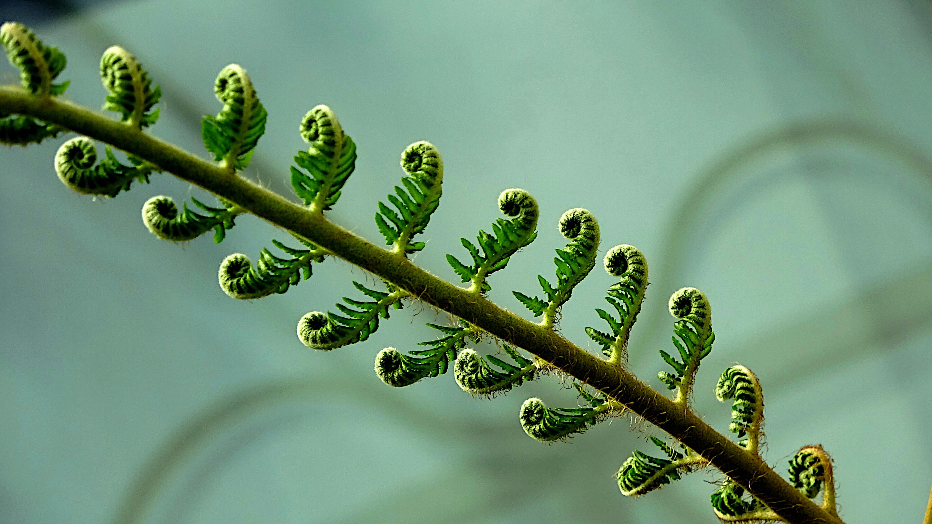 Paproć – jak dekoracyjne liście inspirują modę i wnętrza?