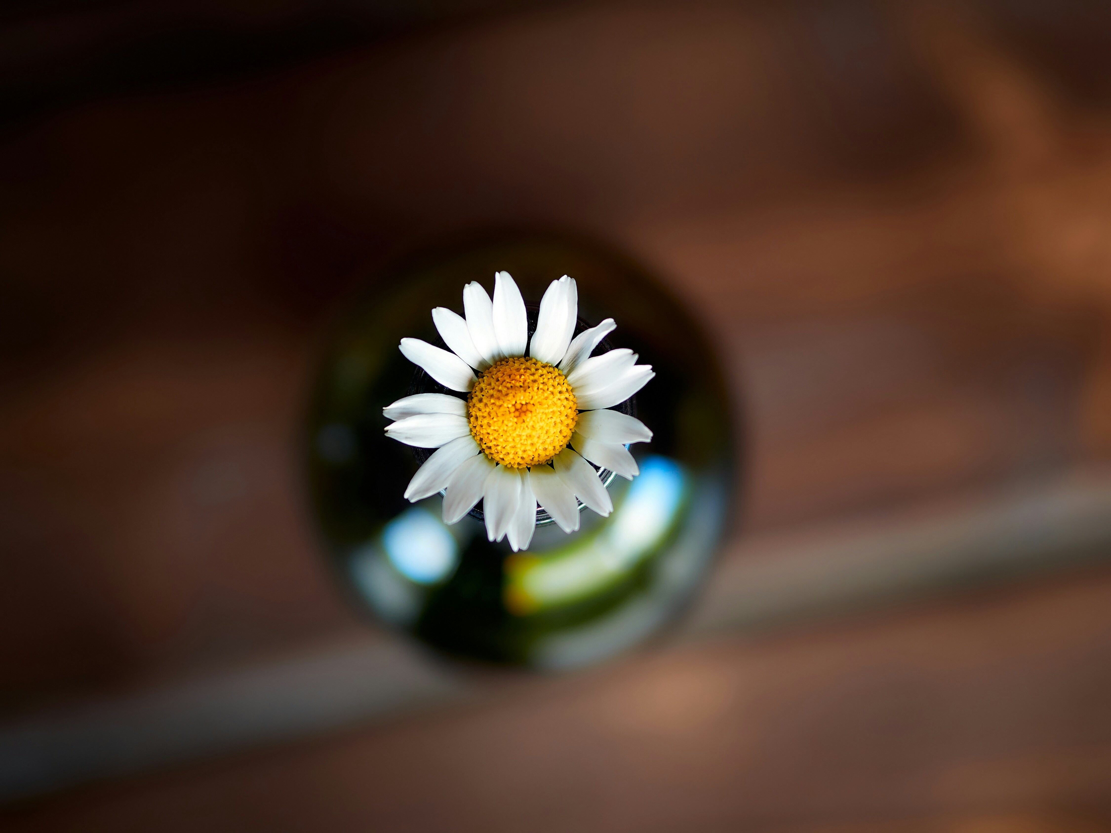 Rumianek – kojący eliksir dla skóry i psychiki