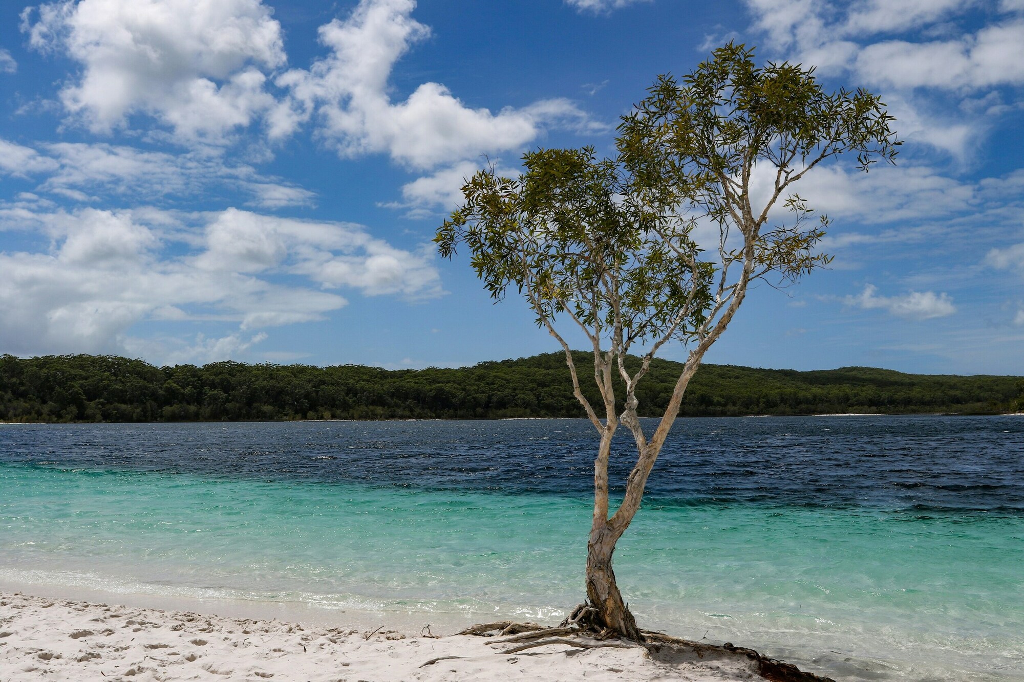 Fraser Island (K’gari) – raj na ziemi w Australii