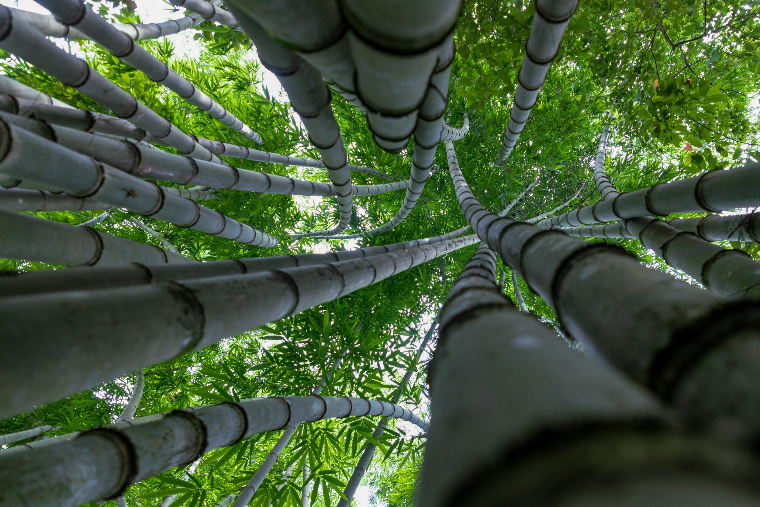 Bambus – elegancja i funkcjonalność w modzie i wnętrzach