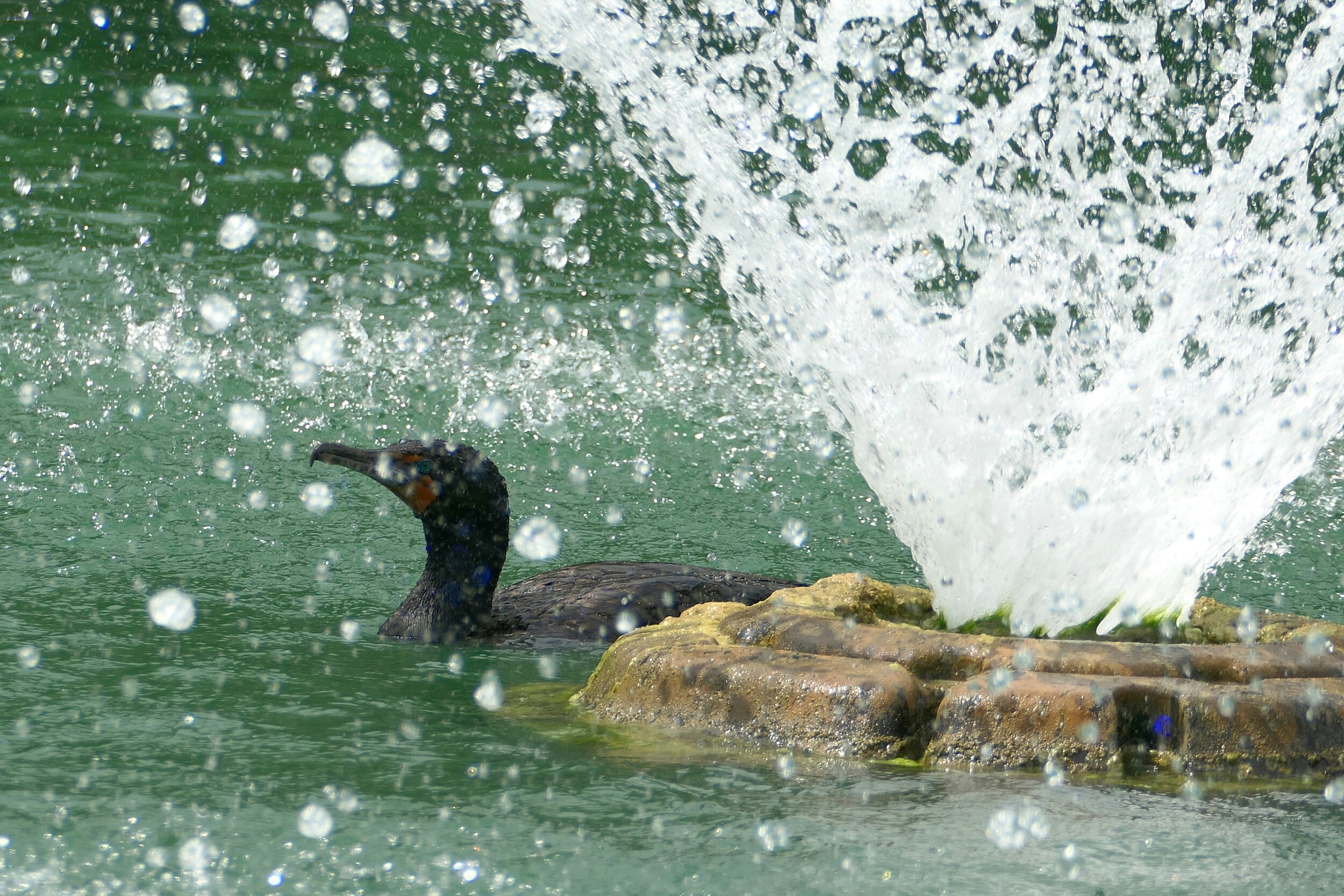 Ocala National Forest – dzika przyroda Florydy