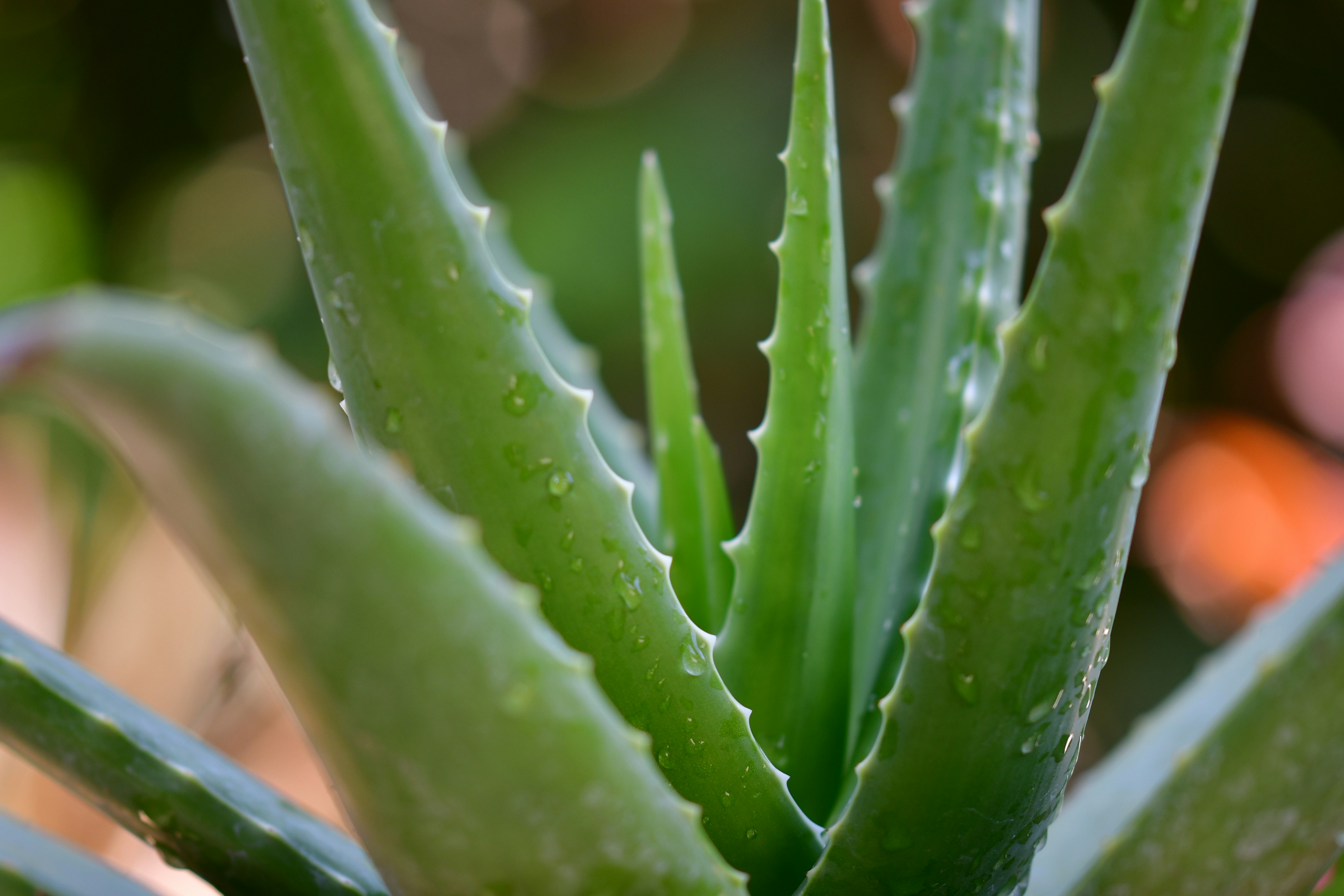 Aloes – naturalny kosmetyk i element stylowych wnętrz
