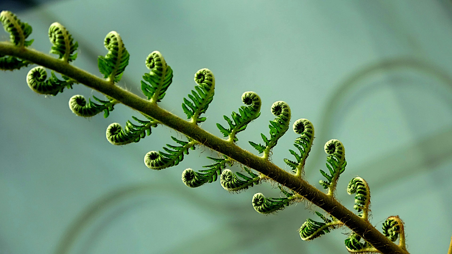 Rośliny w zimowym wnętrzu – jak wprowadzić zieleń do domu, gdy za oknem mróz