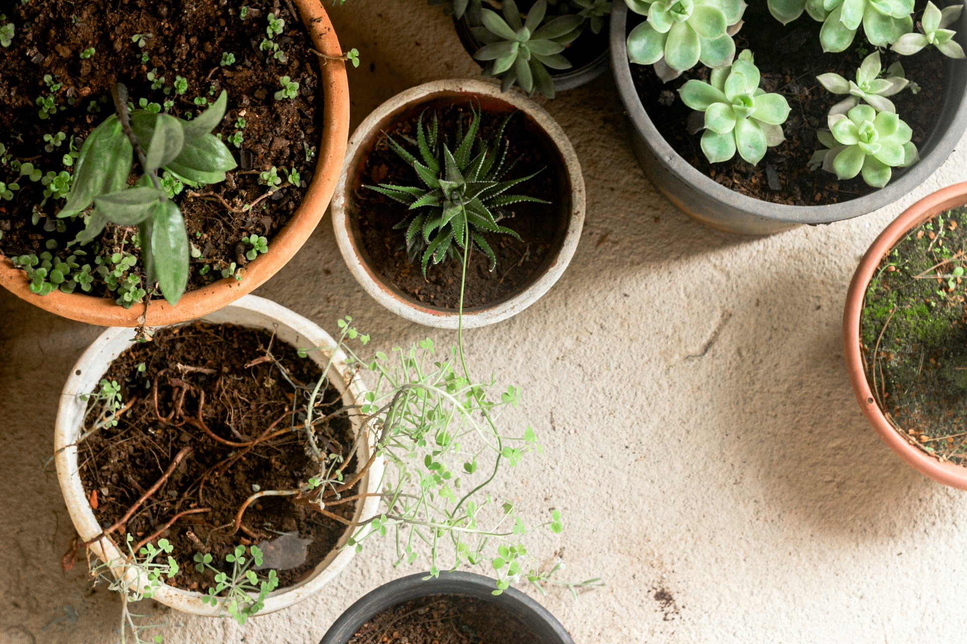 Kwiaty domowe – jak wpływają na nastrój i samopoczucie?