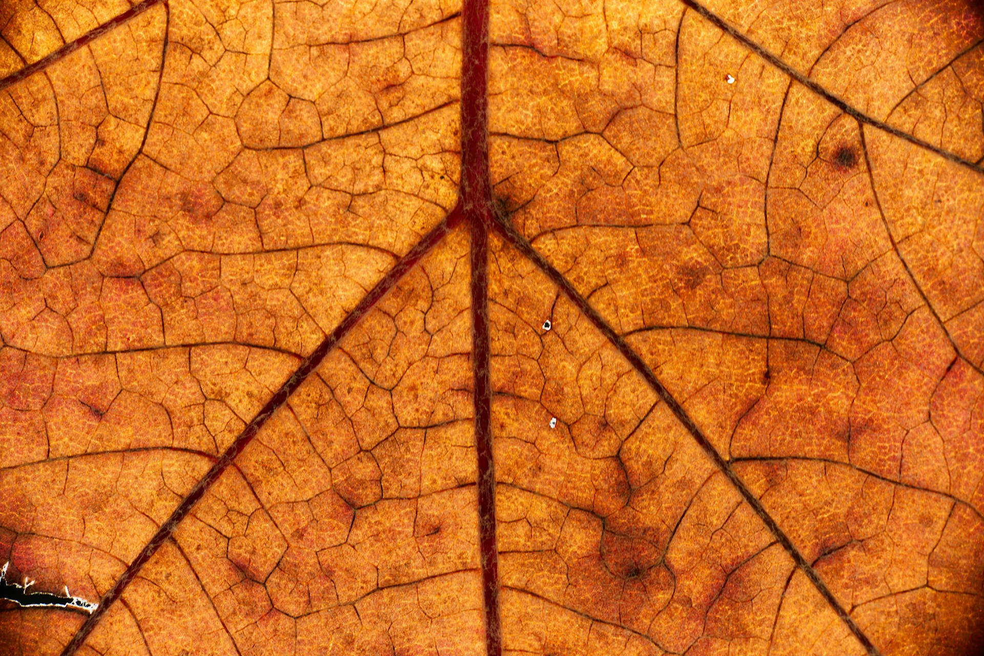 Oksybrazja i&nbsp;mikrodermabrazja – oczyszczenie i&nbsp;wygładzenie