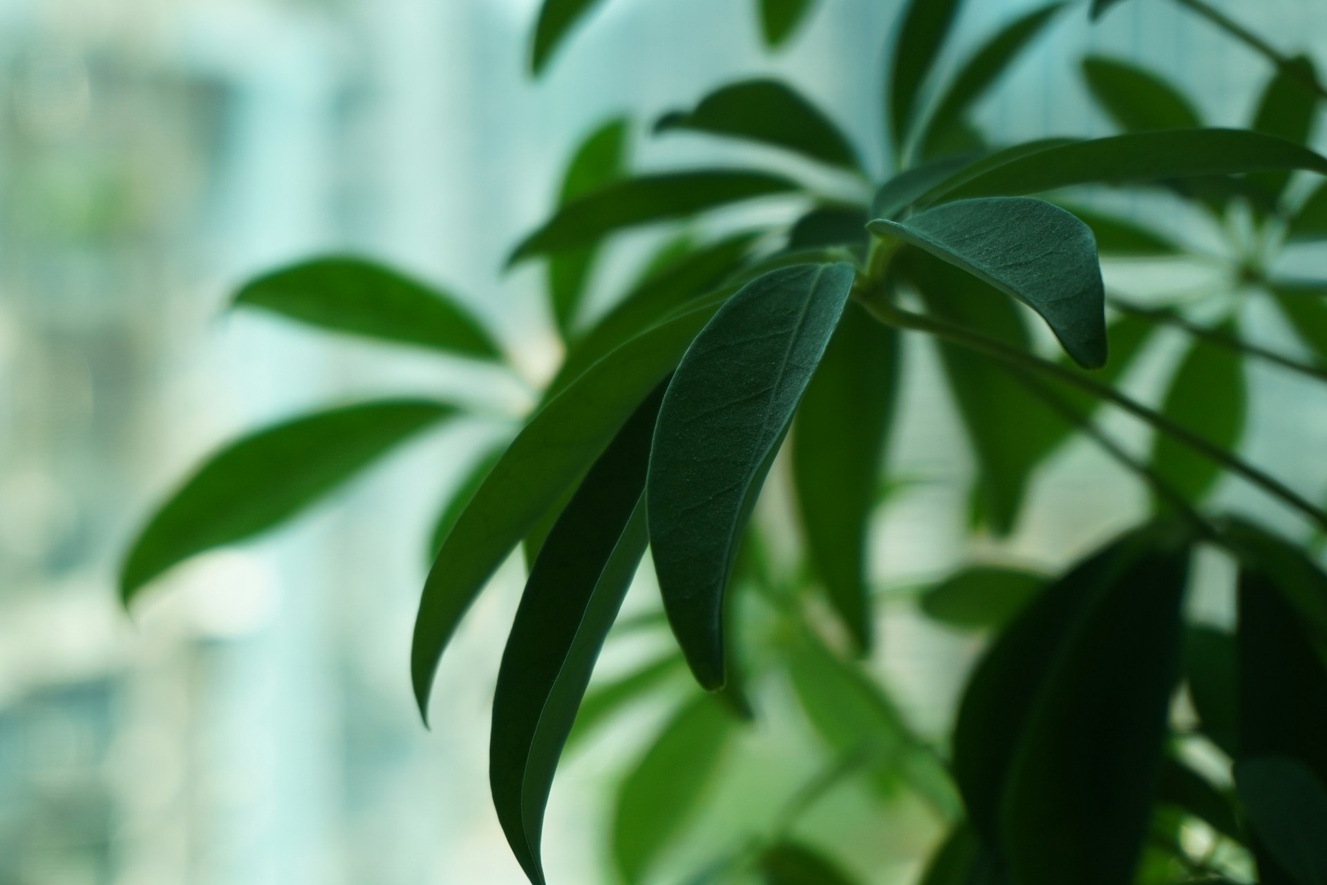 Najbardziej wytrzymałe rośliny doniczkowe: zieleni, która poradzi sobie niemal wszędzie